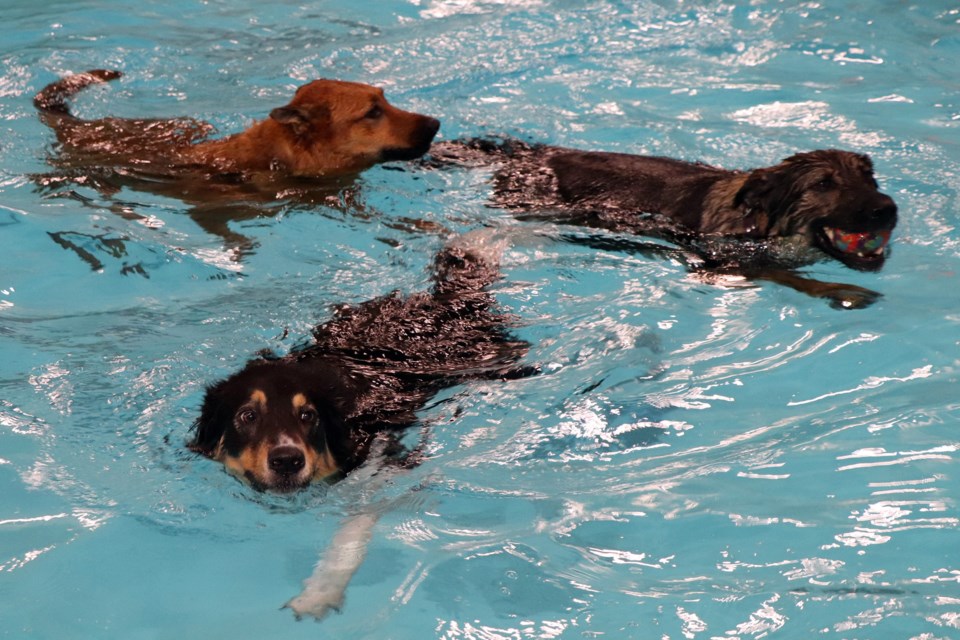 A trio of large dogs have watery fun and relief together in the pool during Pooch Day at the Innisfail Aquatic Centre on Aug. 27. Johnnie Bachusky/MVP Staff