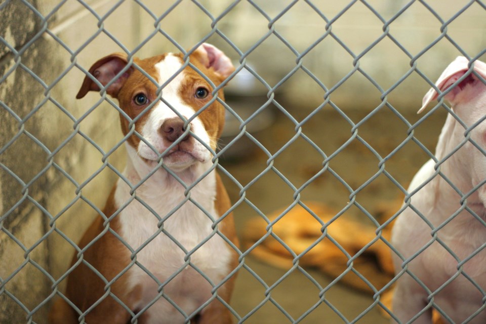 mvt-dog-shelter