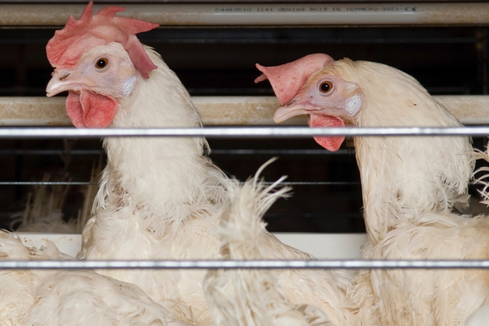 MVT Egg Farmers of Alberta hens 