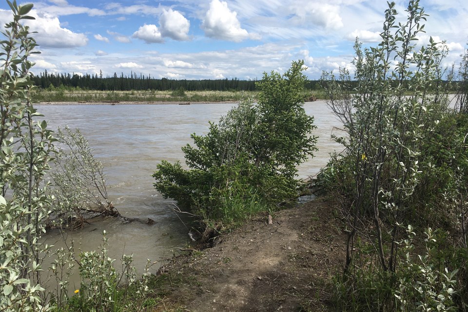 MVT felled trees in river