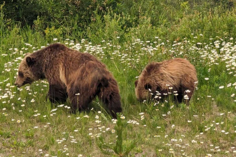 mvt-grizzly-bears-flowers