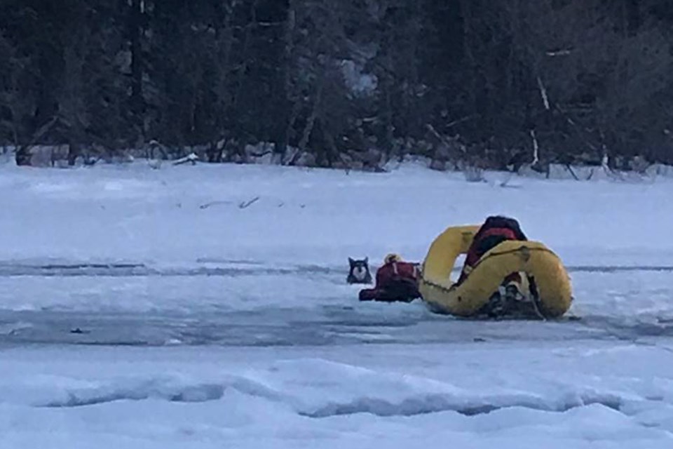 MVT Innisfail Fire Department dog rescue