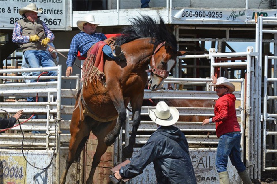 MVT Innisfail Pro Rodeo
