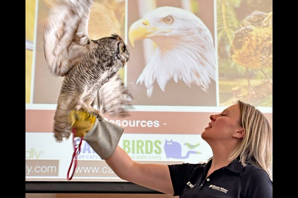 Erin Young, education coordinator for the Medicine River Wildlife Centre, works with Olive the Owl, during a well-received educational presentation on April 13 for the 120th anniversary celebration of the Innisfail Public Library. Johnnie Bachusky/MVP Staff