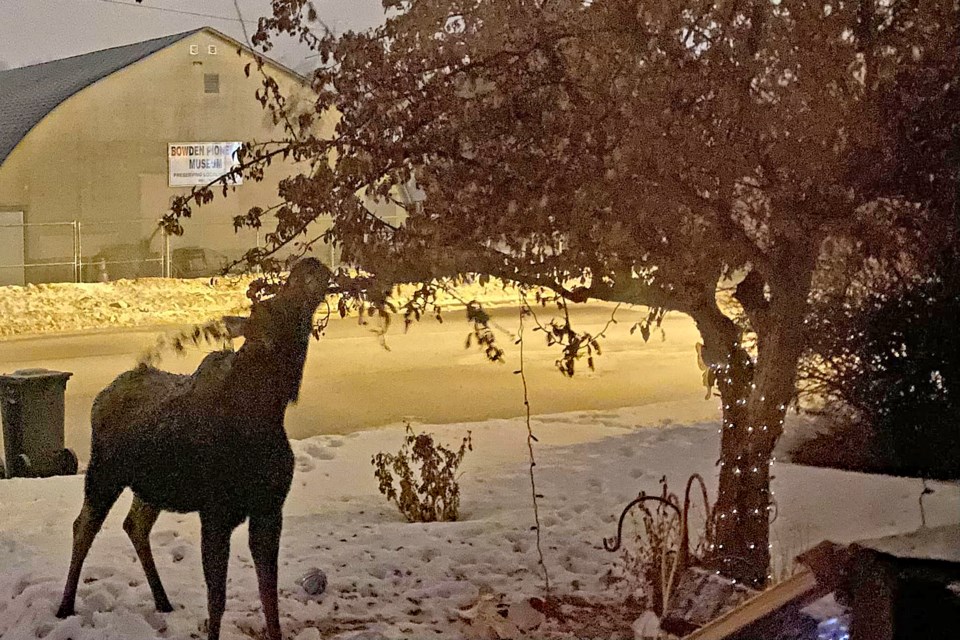Morty the Moose grazing from a Bowden residential front lawn during the weekend of Jan. 28 and 29. He died on Jan. 29. Facebook photo