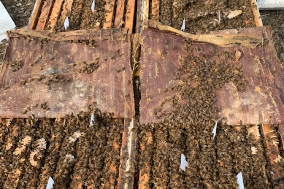 mvt-nixon-honey-farm-bees