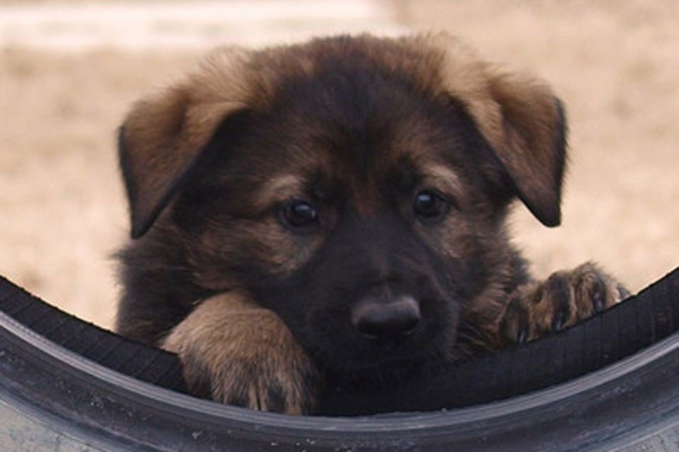 MVT RCMP Name the Puppy 2020