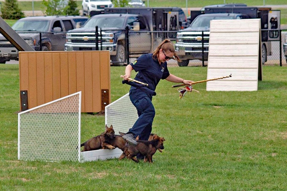 mvt-rcmp-police-dog-demonstrations-2025