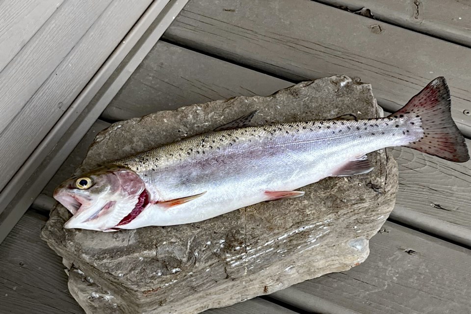 A photo of a 14-inch rainbow trout that was caught on April 26 at Dodd's Lake. The capture of this fish and other trout in the lake is proof to the Innisfail Lions Club and the Innisfail Fish and Game Association that the lake is healthy enough for the species to survive through the winter. Submitted photo