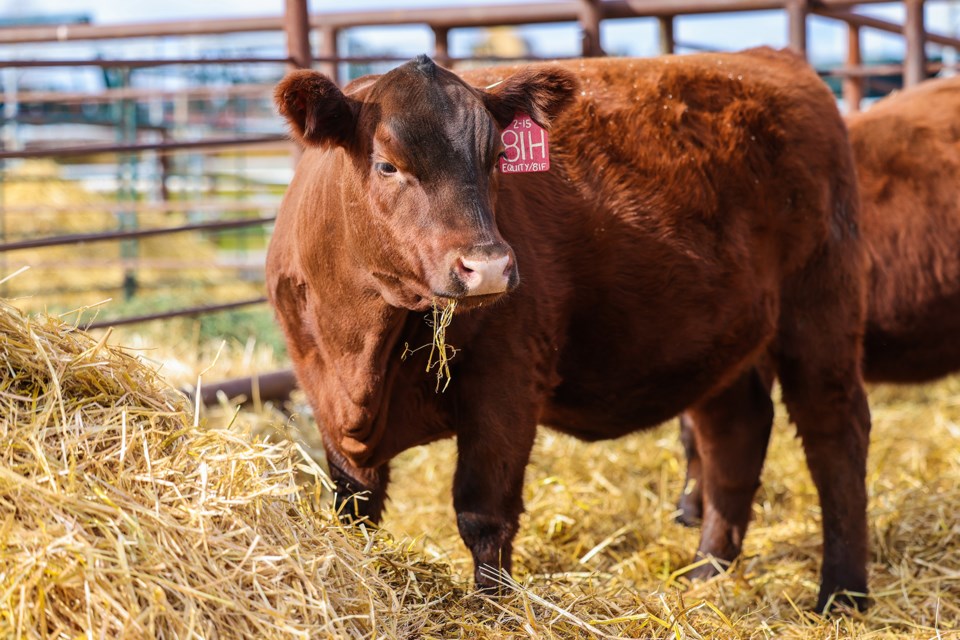 MVT Red Angus Donation-2