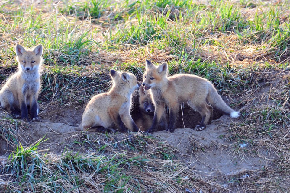 MVT Red fox kits