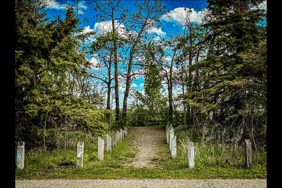 The 18 abandoned cats in the Dickson Dam area were discovered on May 15 several metres off a paved parking lot and near a short walking path leading to a viewing area of the dam. Johnnie Bachusky/MVP Staff