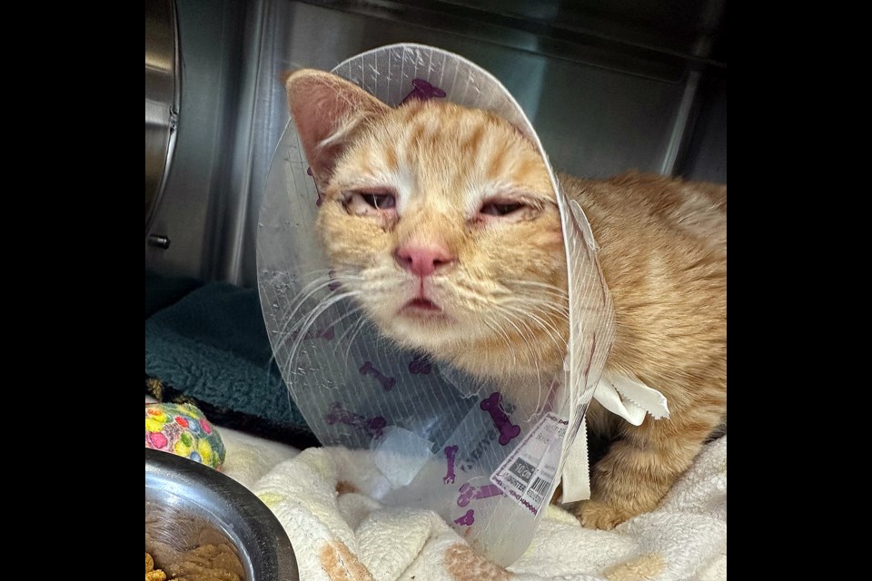 A rescued cat from the Dickson Dam area recovering with a cone around his neck. The Central Alberta Humane Society said all 18 cats were malnourished and dehydrated when they were discovered in the bushes near a Dickson Dame-area parking lot. Facebook/Central Alberta Humane Society