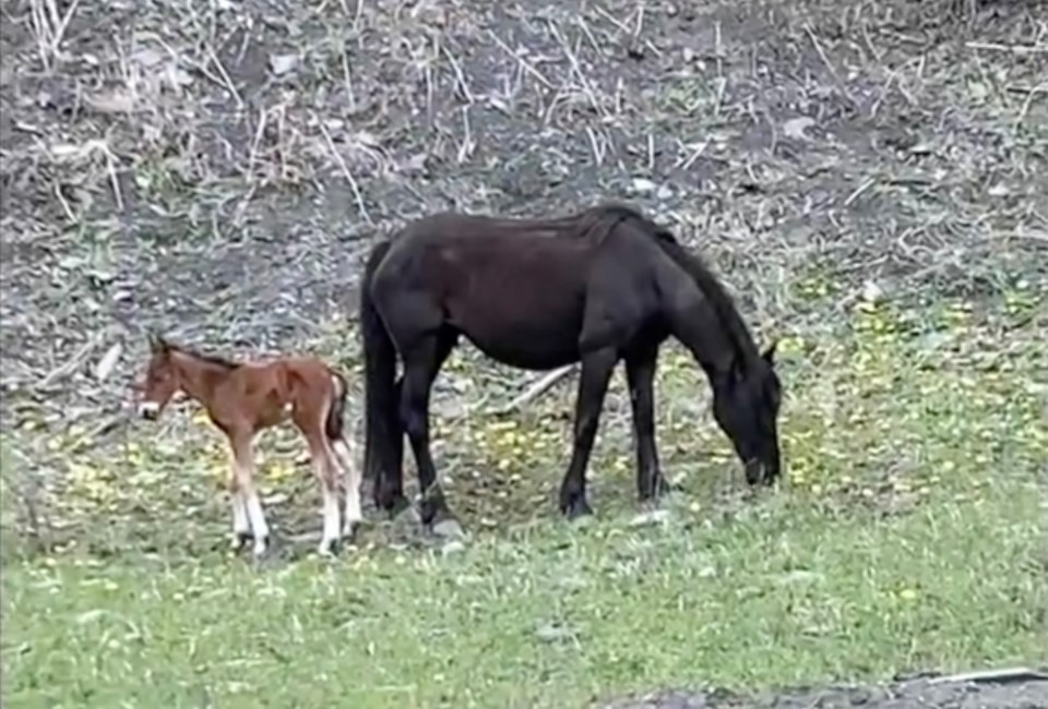 mvt-rescued-horse-foal-west-of-sundre