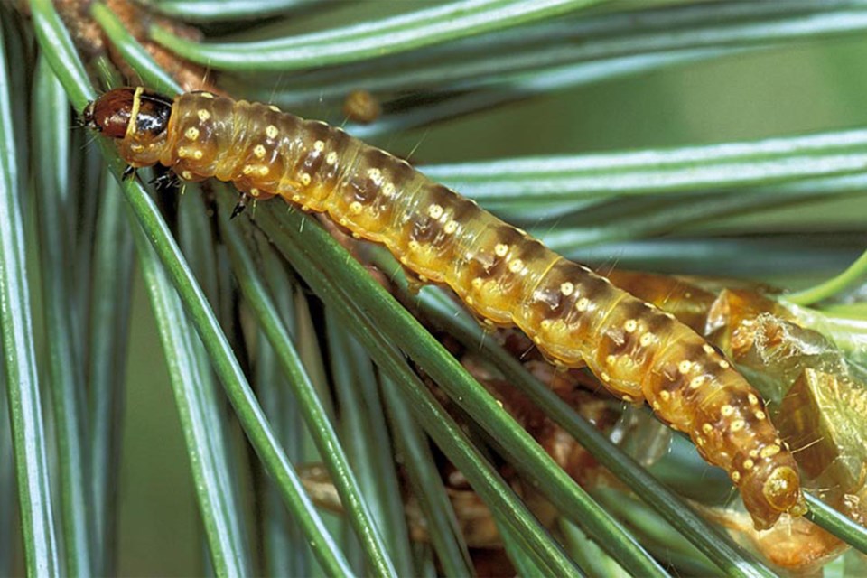 MVT Spruce budworm