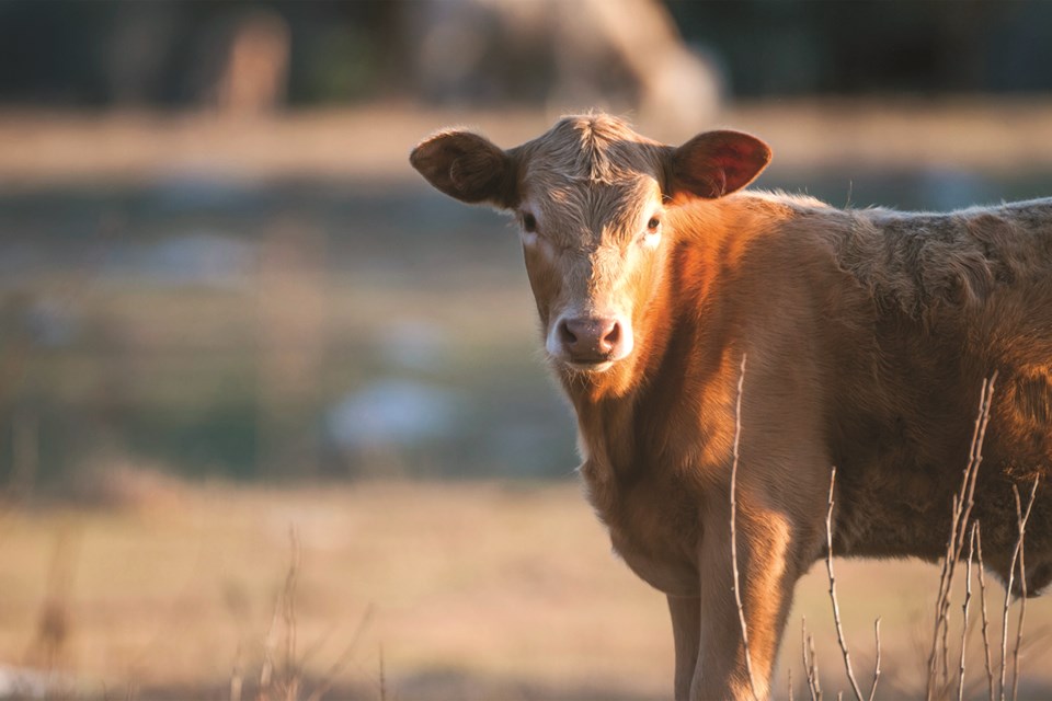 mvt-stock-cattle