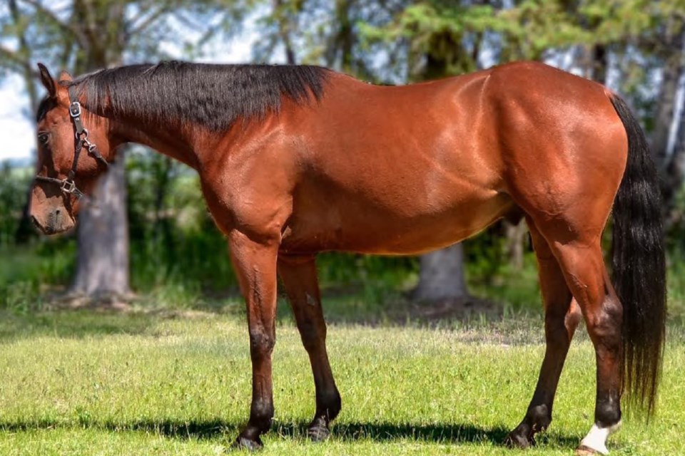 Police are asking for help trying to find Hank the horse, pictured.