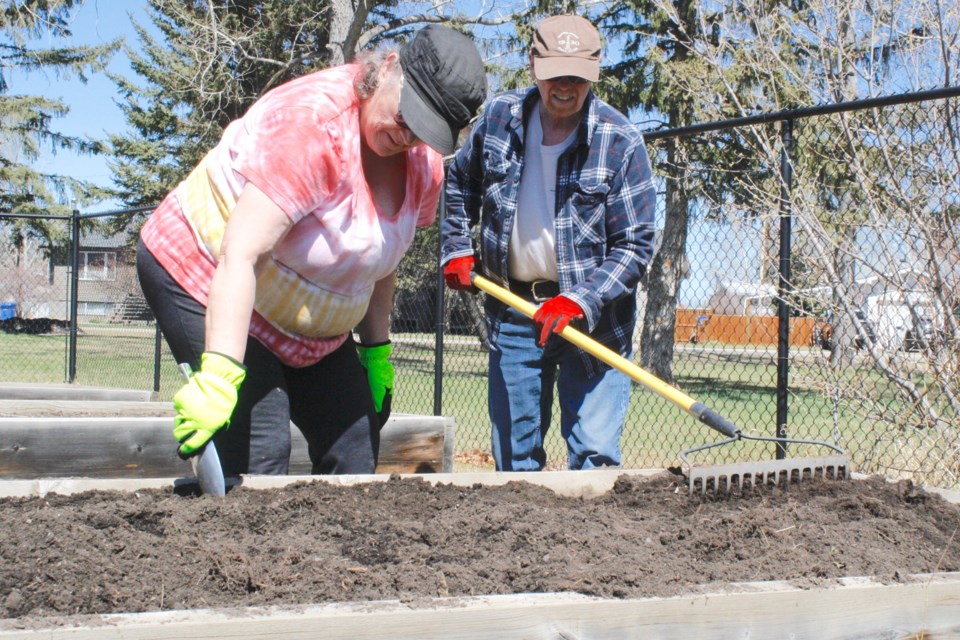 Sundre residents Kim and Diane Butts were among a group of approximately one dozen green thumbs who came out to turn the soil and plant some crops in their plots on Thursday, May 1 during the first work bee of the season at the Sundre Community Garden, which hits the 10-year milestone in 2025. Simon Ducatel/MVP Staff