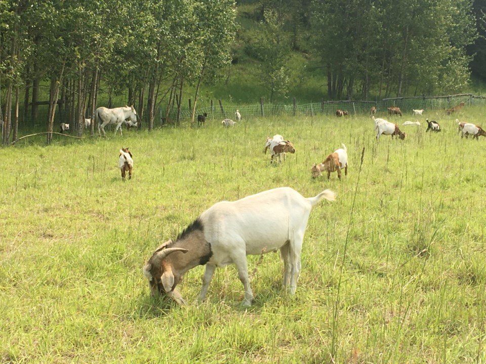 mvt-sundre-goats-grazing