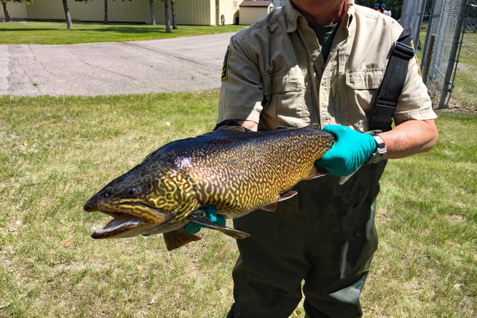 A large six-year-old female tiger trout with an Alberta wildlife officer in 2012. The ones being stocked in Dodd's Lake in the late spring of 2023 will be between eight to 12 inches in length. Submitted photo
