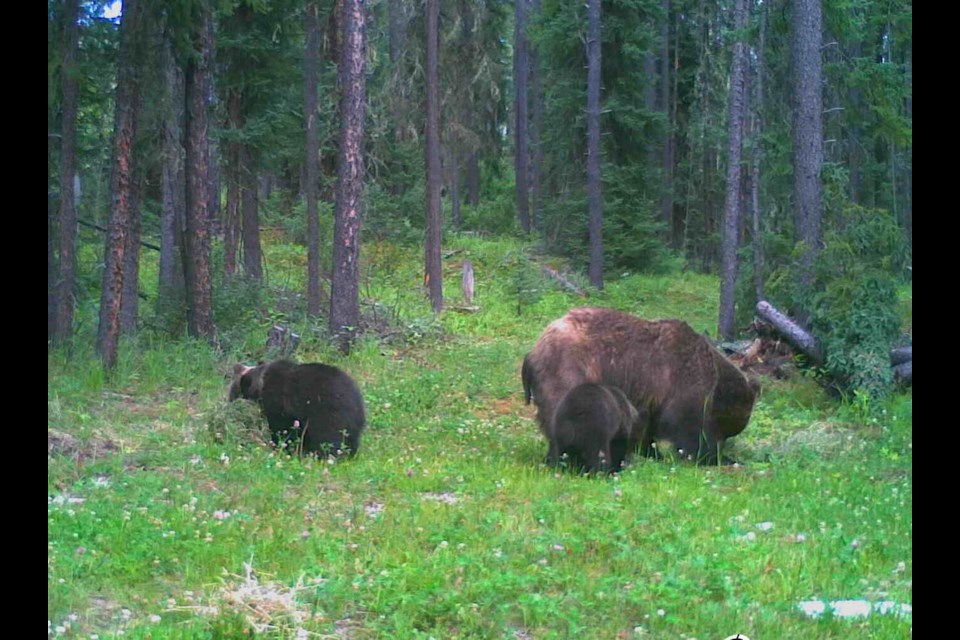 The grizzly sow and her two cubs were captured on the evening of Wednesday, July 26 by a trail camera set up by Marc Clement, who lives about half an hour southwest of Sundre with wife Terri-Lynn on a parcel of land next to a family acreage as well as Crown land.
Photo courtesy of Marc Clement