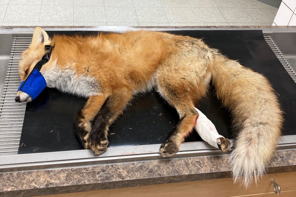 MVT trapped fox saved 1