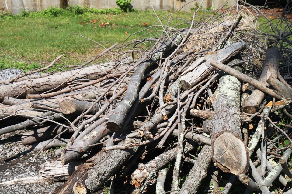 mvt-tree-branches-cut