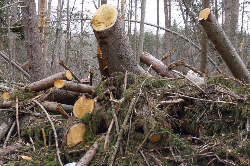 mvt-tree-branches