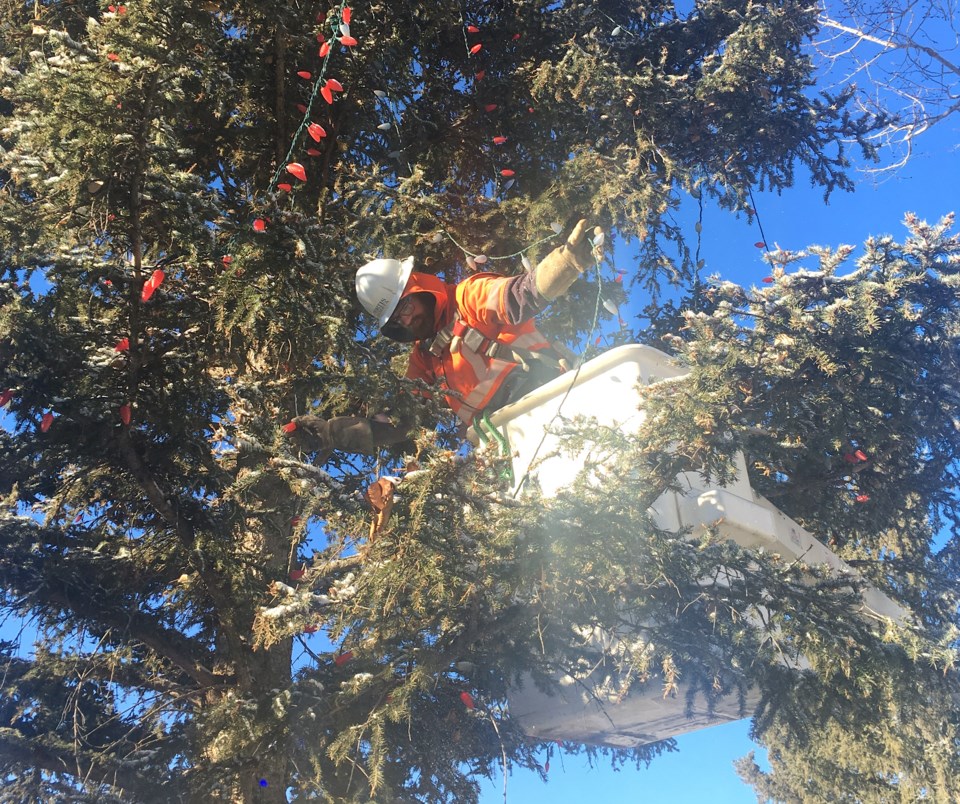 mvt-tree-of-hope