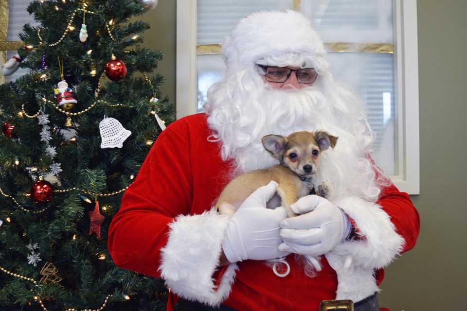 Pets with Santa WEB