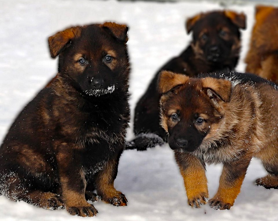 police-puppies-2024
