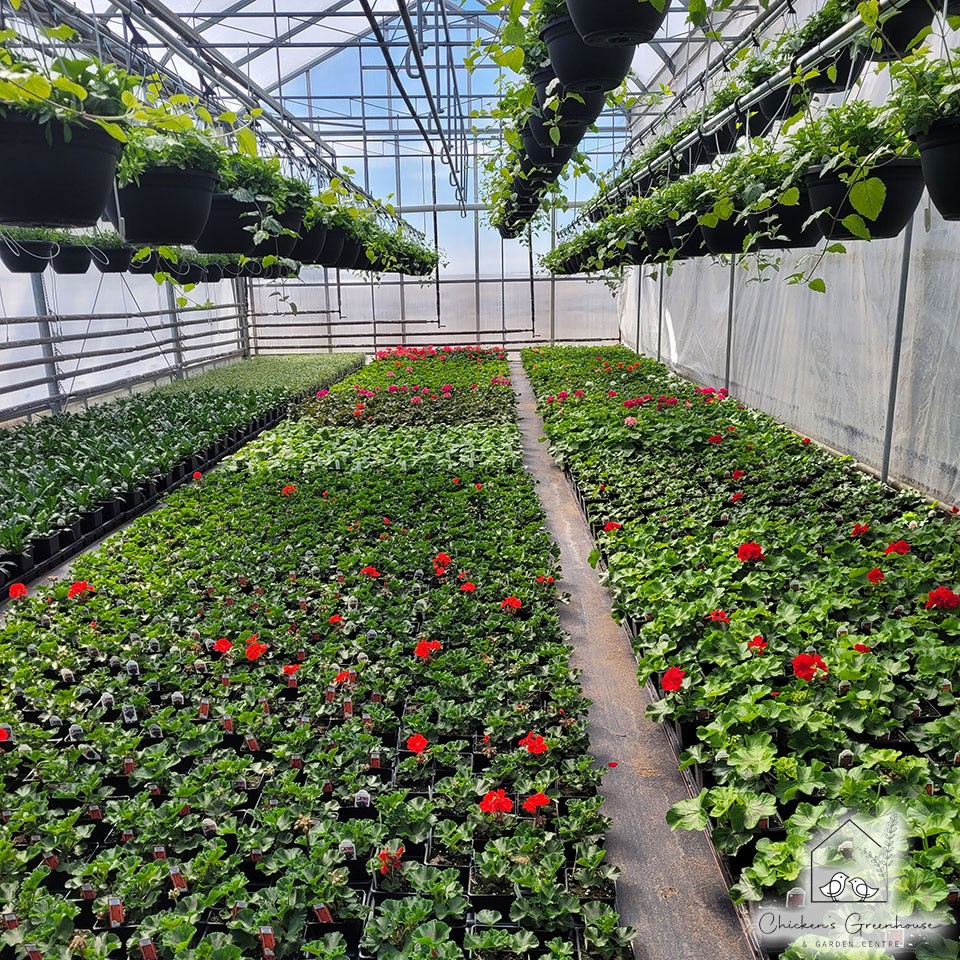 Chicken’s Greenhouse & Garden Centre Opens in Time for Spring Planting