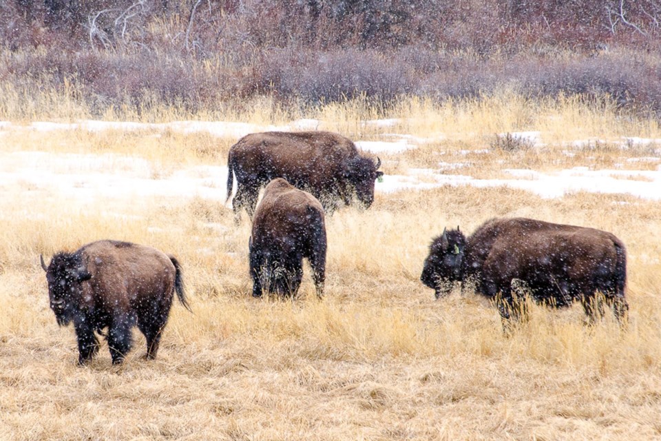 A herd of bison that was reintroduced to a portion of Banff National Park as part of a five-year pilot project has for the most part remained in a 1,200- square-kilometre zone after being released from an enclosed pasture in the Panther Valley in 2018. 
Photo couresty of Karsten Heuer/Parks Canada