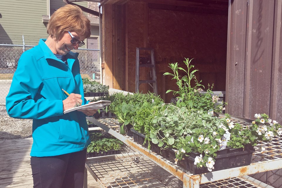 Sundre resident Carol Hudec, a customer of Sundre Garden Centre since the business opened in 1996, tabulates a list of the plants she planned to buy on Tuesday, May 5. 
Simon Ducatel/MVP Staff