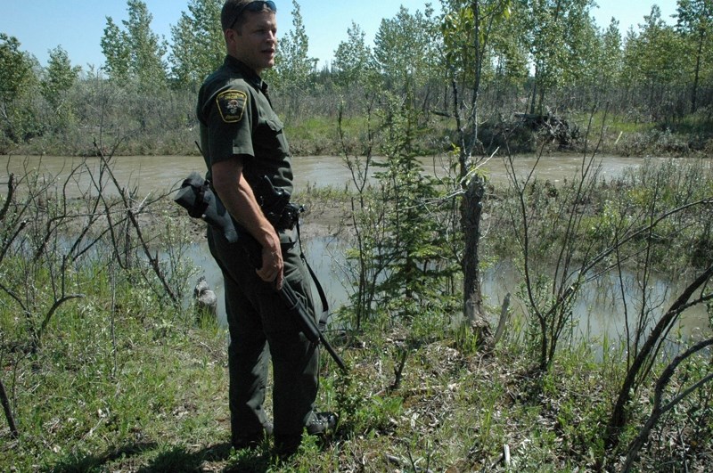 On the lookout &#8211; Sundre Fish and Wildlife officer Mark Hoskin investigates a report of suspected bear activity along the Red Deer River Friday. Hoskin is holding a