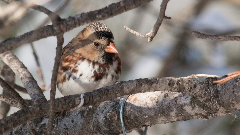 The annual Christmas Bird Count was held in the area on Saturday, Jan. 2. Expert birders lead volunteer efforts to track the numbers of a variety of bird species. Researchers 