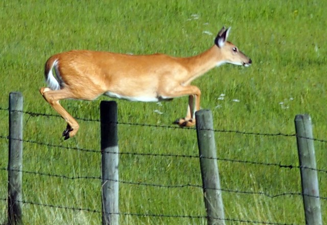 LEAP OF FAITH — A deer fearlessly leaps over a barbed wire fence earlier this month south of Bergen.,