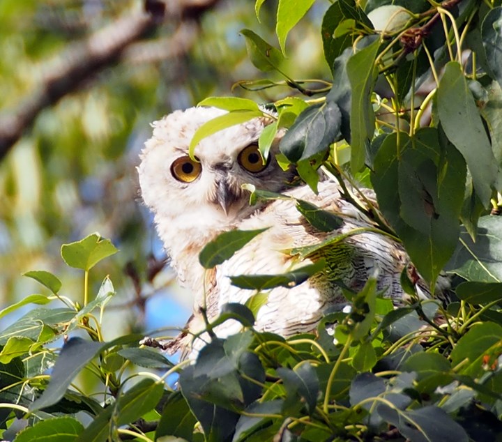 HOO GOES THERE? — A young great gray owl still in fuzz peeks out July 10 from behind some branches in a tree near Bergen.,