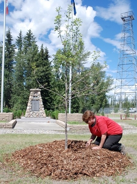 Town employee Christine Smith checks the moisture at the base of an oak tree on June 22. The tree was recently donated by the owner of a local tree nursery and planted at the 