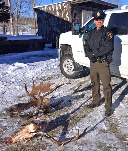 Darren McInnis, Fish and Wildlife officer, stands next to a couple of remains resulting from poaching. A bull elk was seized in November during an investigation of an illegal 