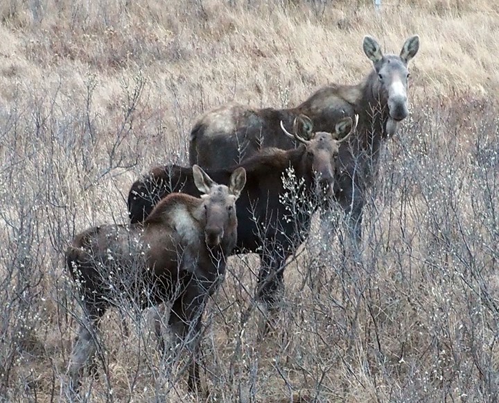 This wandering family of moose seemed to sense the eyes of photographer Phil Hambrook, who captured this image southeast of Bergen in November.,