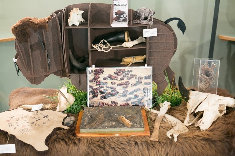 A display set up in the lobby of the Sundre Arts Centre showcases all things bison during the Bison Homecoming Celebration March 10. After a century, bison were reintroduced