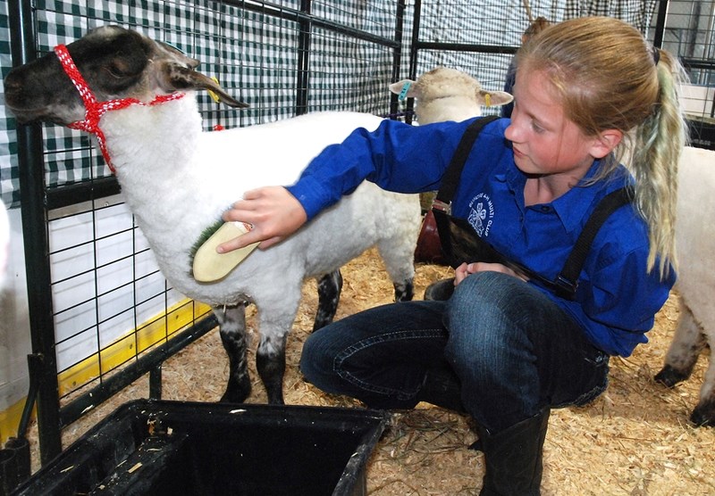 Tayanah Scott, a member of the Bergen 4-H Multi-Club, brings out her steer during the show.