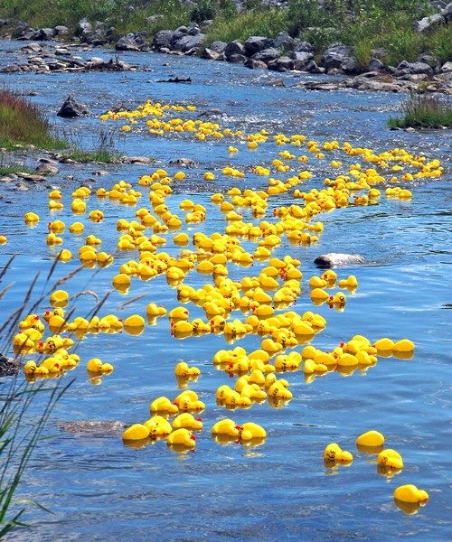 The third annual Bearberry Duck Race fundraiser for the Sundre and District Aquatic Society takes place this Saturday afternoon with several new features this year, including 