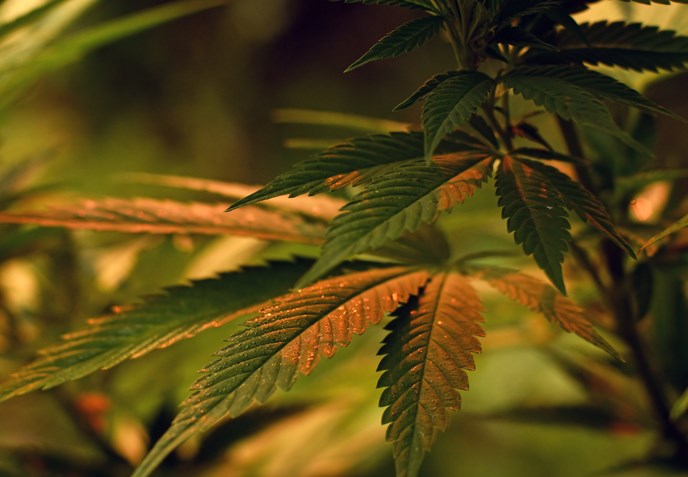 Close up of cannabis leaf, lit by warm early morning light