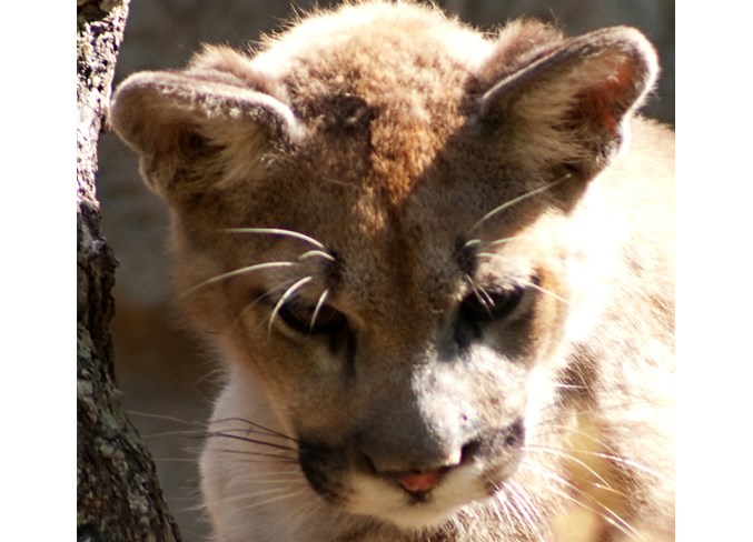 cougar