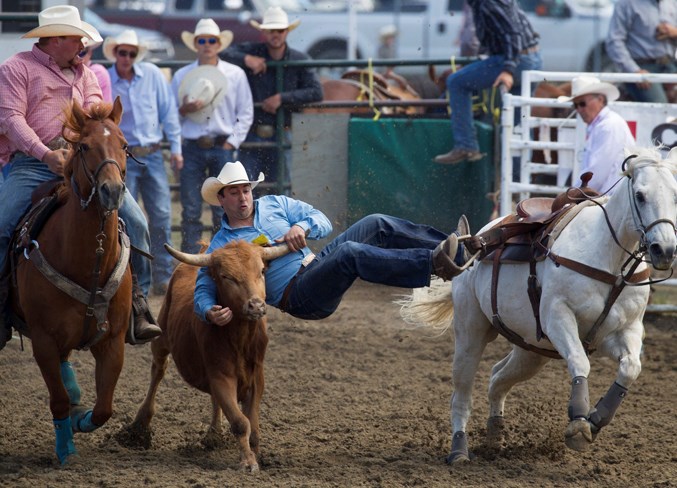  Matt Mailer leaps onto a steer during steer wrestling action.