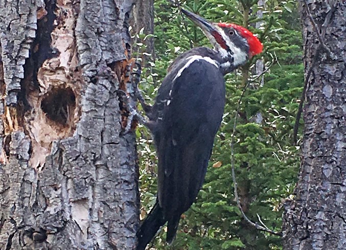 Pileated Woodpecker