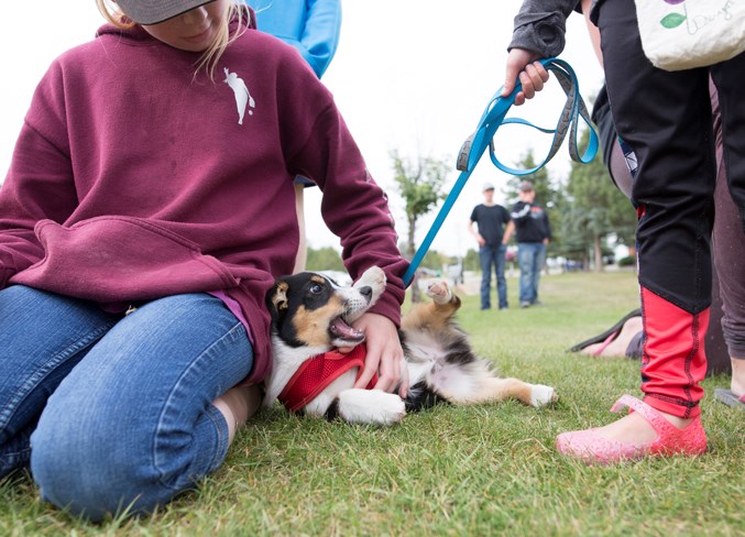 pet parade 1