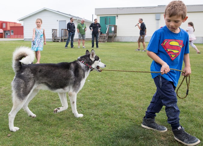  Waylon Kotulak walks Skookum, a Siberian husky, on Sept. 6 during the pet parade.